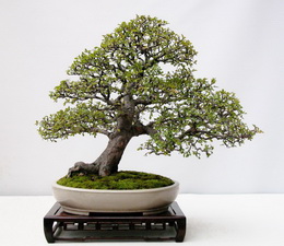 بونسای کارمونا میکروفیلا